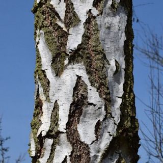 Birkenrinde