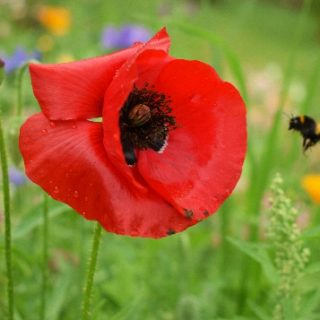 Klatschmohn und Hummel