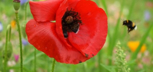 Klatschmohn und Hummel