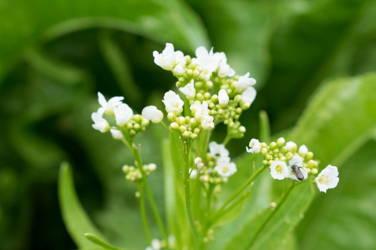 Meerrettich im Garten Abau, Ernte, Lagerung & Verwendung Botanik Guide