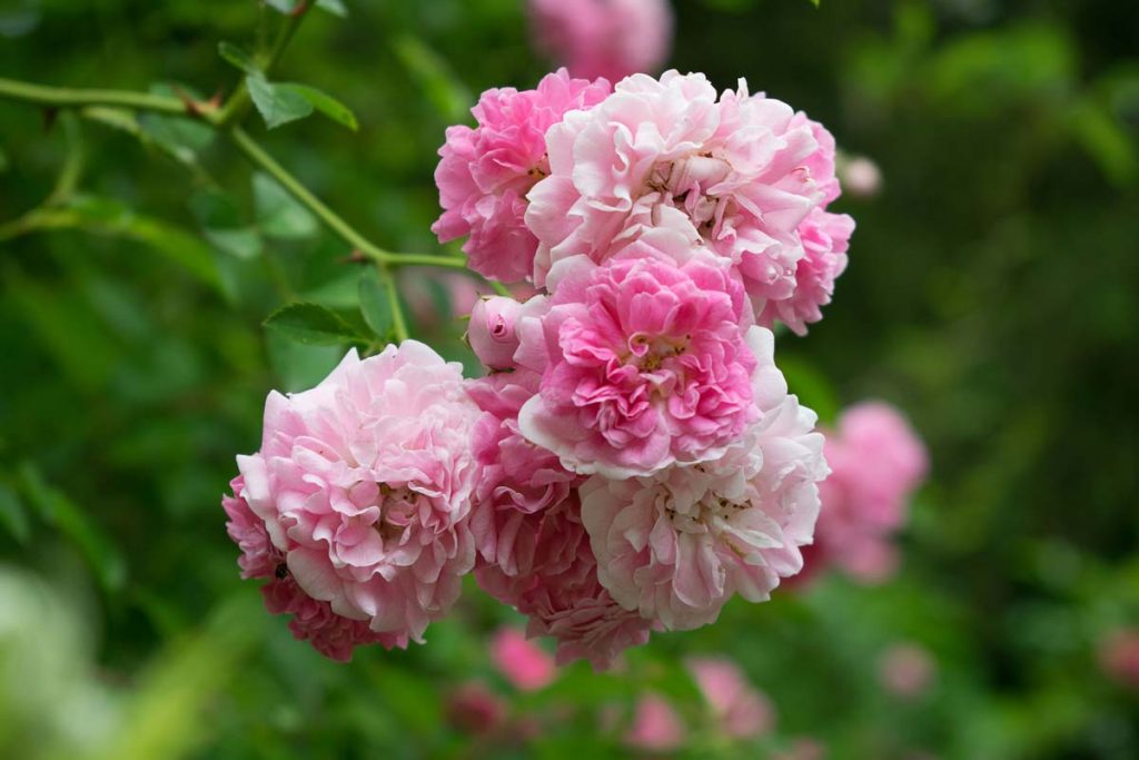 Rosa Rosen in voller Blüte