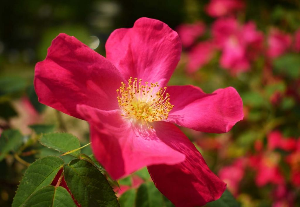 Wildrose pink