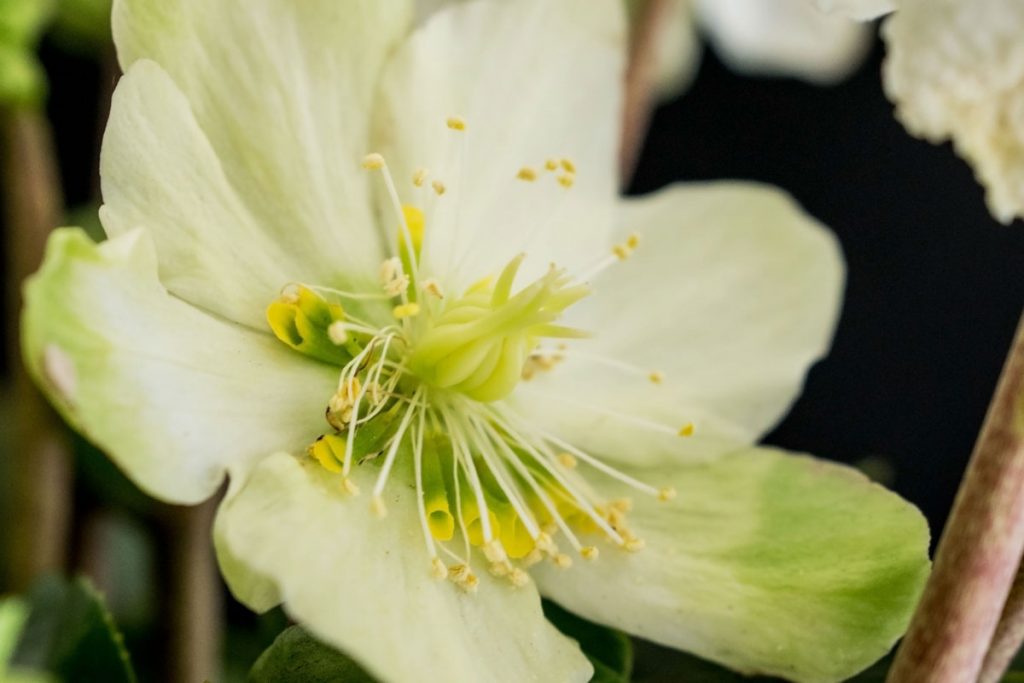 Christrose grüne Blüten
