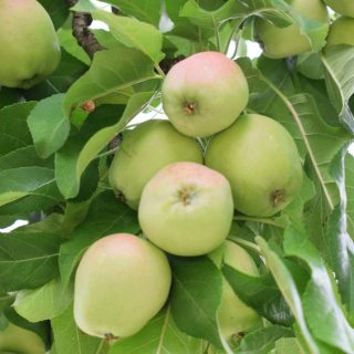 Grüne Äpfel am Baum