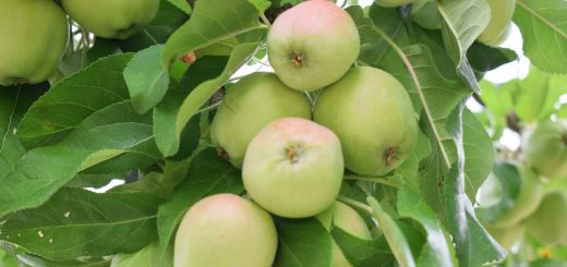 Grüne Äpfel am Baum