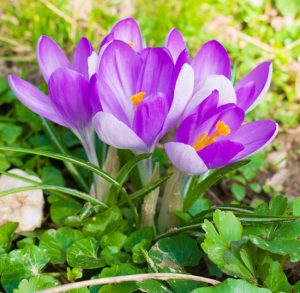 Lila Krokus