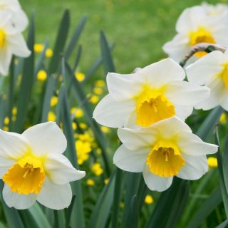 Osterglocken in weiß und gelb