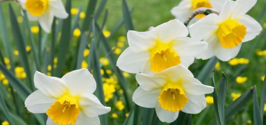 Osterglocken in weiß und gelb