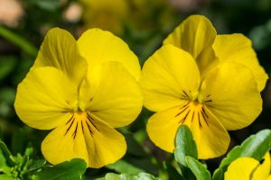 Stiefmütterchen gelb