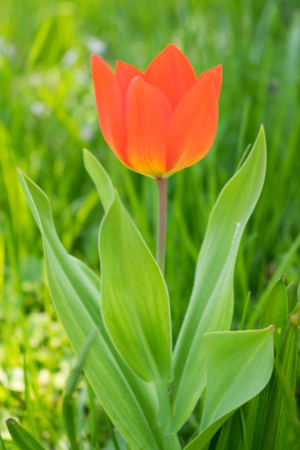 Rote Tulpe im Garten