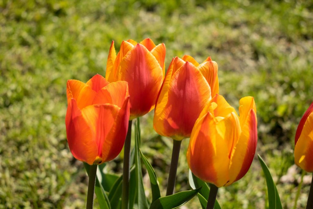 Tulpen in leuchtenden Farben