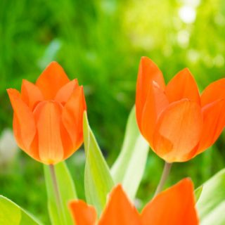 Tulpen rot orange