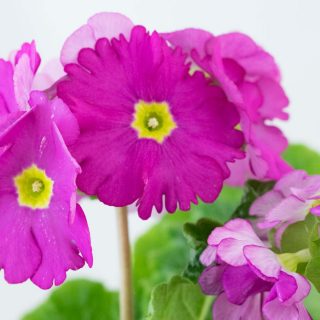 Becherprimeln in voller Blüte