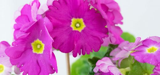 Becherprimeln in voller Blüte