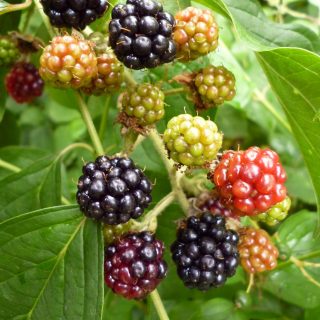 Brombeeren richtig schneiden