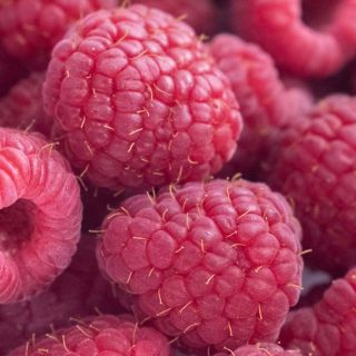 Reiche Himbeerernte durch den richtigen Schnitt