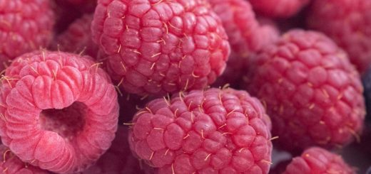 Reiche Himbeerernte durch den richtigen Schnitt