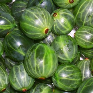 Reiche Stachelbeerente mit der Sorte Invicta