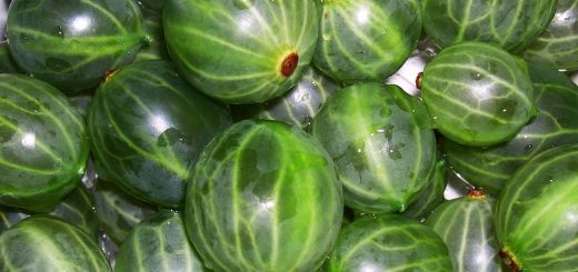 Reiche Stachelbeerente mit der Sorte Invicta