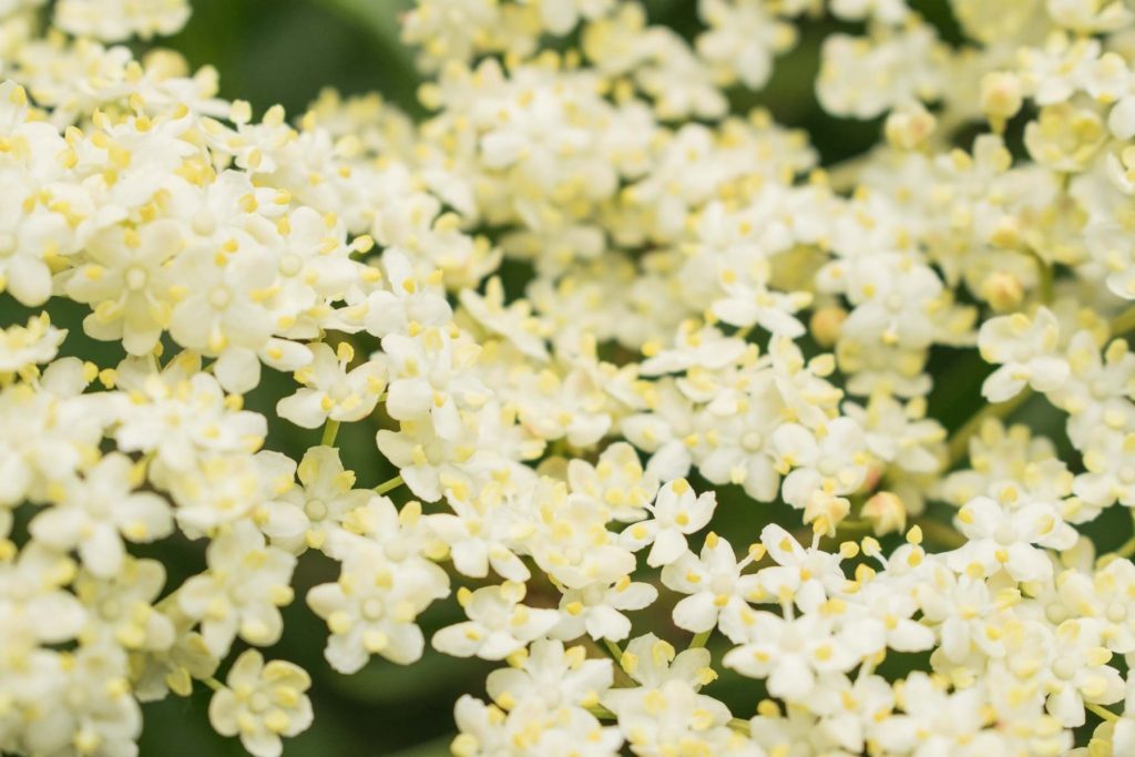 Schwarzer Holunder: Die beliebte Heilpflanze im Porträt | Botanik Guide