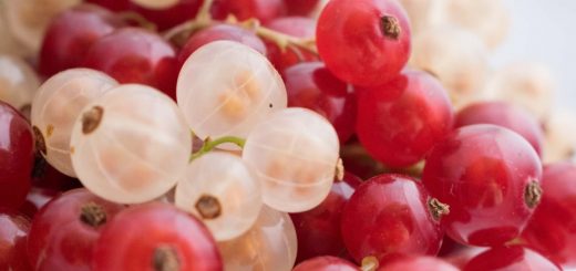 Johannisbeeren in rot und weiß