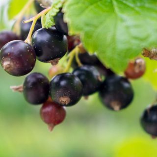 Schwarze Johannisbeeren