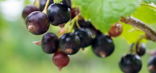 Schwarze Johannisbeeren