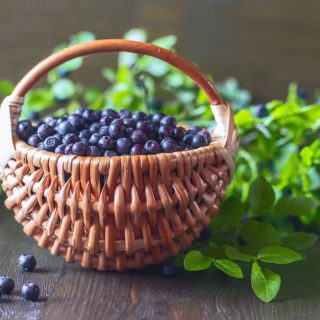 Blaubeer-Ernte aus dem Wald