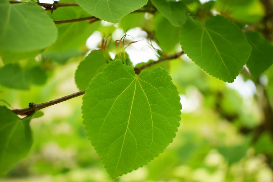 Lebkuchenbaum Blätter
