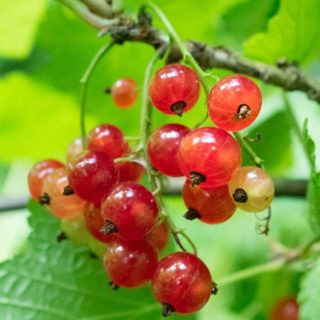 Rote Johannisbeeren richtig schneiden
