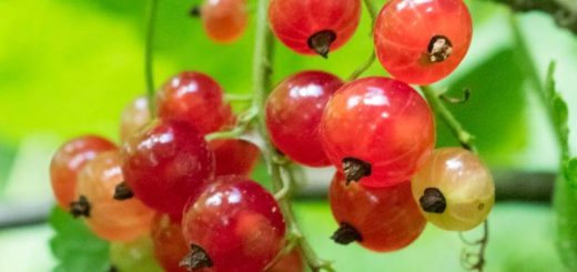 Rote Johannisbeeren richtig schneiden