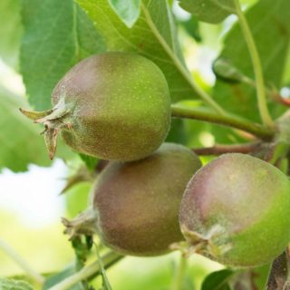 Unreife Äpfel Junifruchtfall