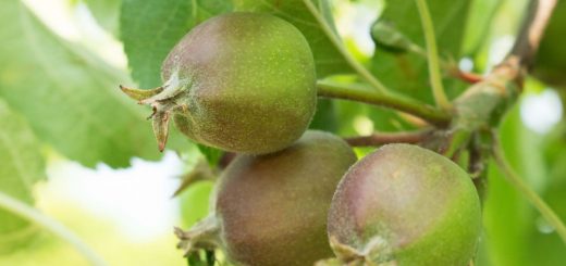 Unreife Äpfel Junifruchtfall