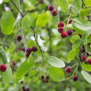 Felsenbirne Früchte