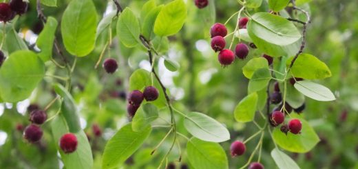 Felsenbirne Früchte