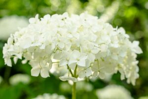 Schneeball-Hortensie oder Wald-Hortensie
