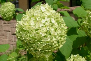 Grüner Blütenball der Schneeball-Hortensie