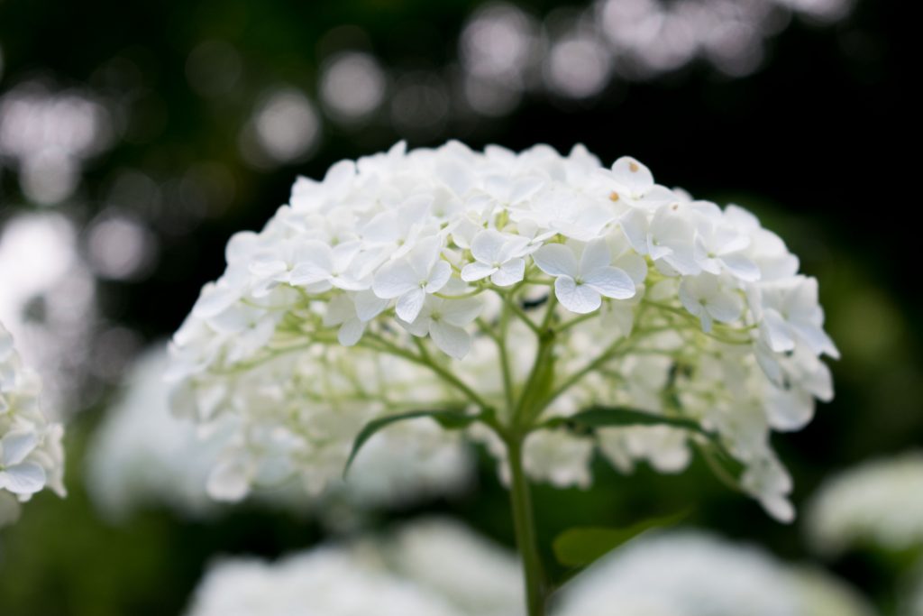 Schneeball-Hortensien: Imposante Bltenblle im Garten | Botanik Guide