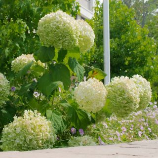 Schneeball-Hortensien