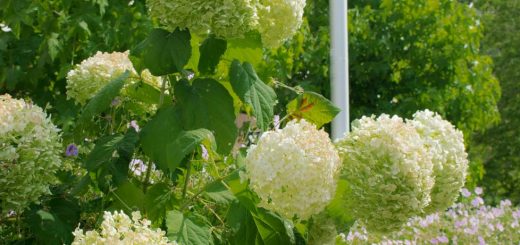 Schneeball-Hortensien