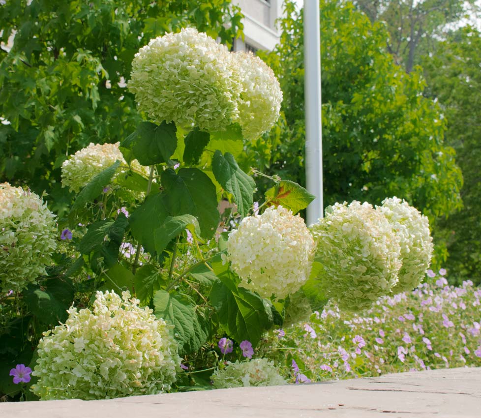 Botanik im Garten | Imposante Schneeball-Hortensien: Blütenbälle Guide