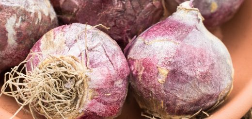 Blumenzwiebel Hyazinthen