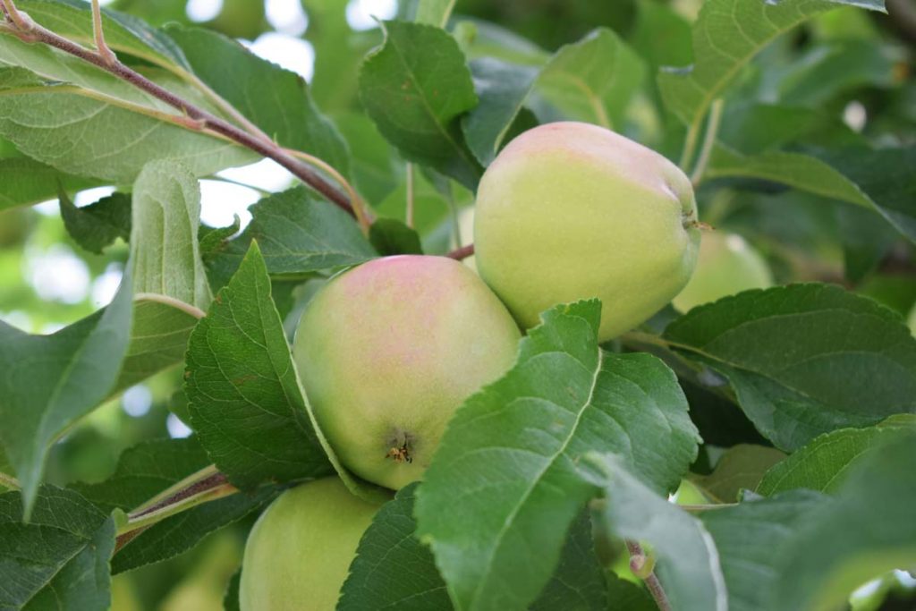 Äpfel Obstsorten für kleine Gärten