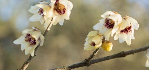 Chinesische Winterblüte