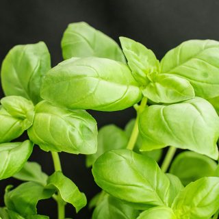 Basilikum