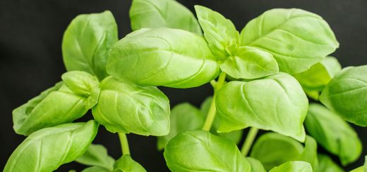 Basilikum