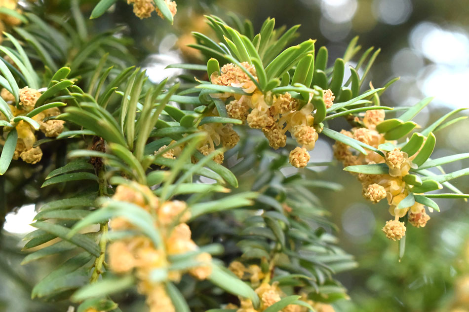 12 faszinierende Fakten ber Pollen | Botanik Guide