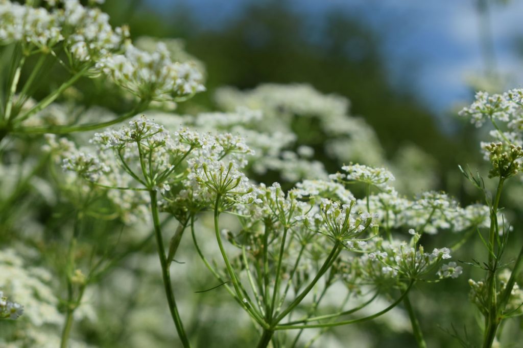 Echter Kümmel hilft bei Magen- und Darmverstimmungen | Botanik Guide