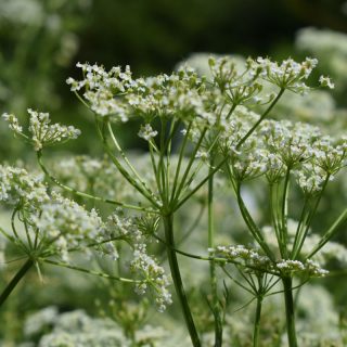 Echter Kümmel Blüte