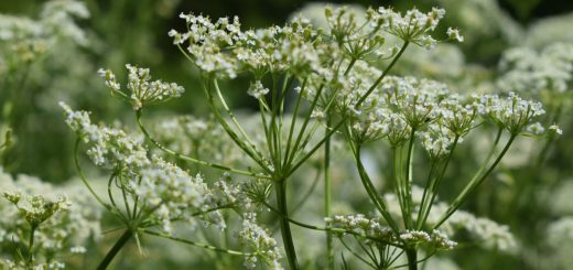 Echter Kümmel Blüte